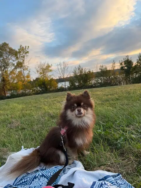 chienne lost   28100 Dreux Winnie