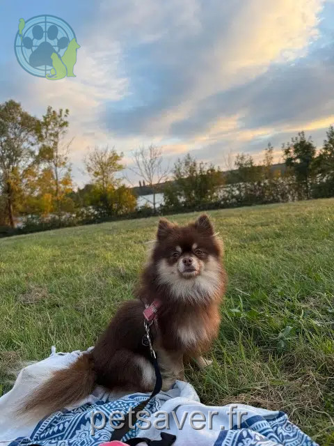 chienne perdue 28100 Dreux Winnie chienne lost 28100 Dreux Winnie