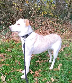 chienne lost   29710 Peumerit Alaska