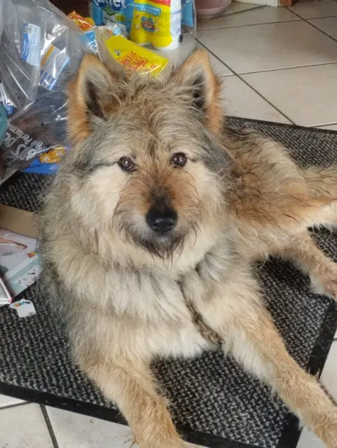chienne lost   29860 Le Drennec Inoukie