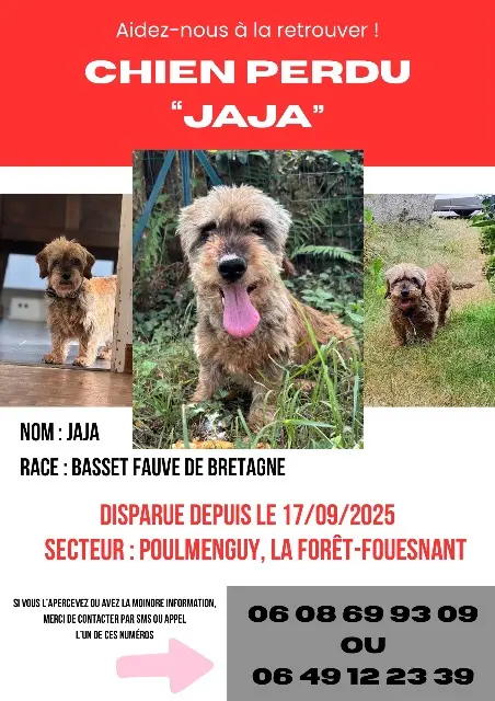 Hündin vermisst 29940 La Forêt-Fouesnant Jaja Hündin lost 29940 La Forêt-Fouesnant Jaja