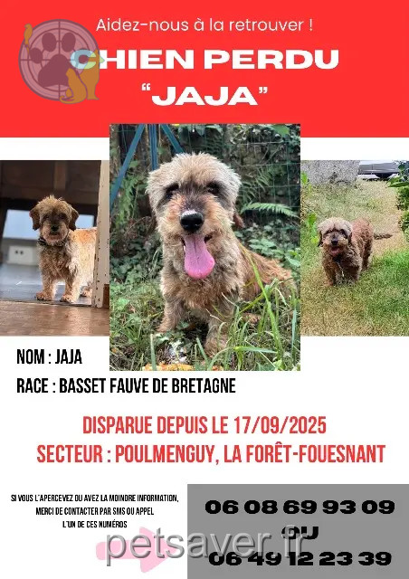 cagna persa 29940 La Forêt-Fouesnant Jaja cagna lost 29940 La Forêt-Fouesnant Jaja