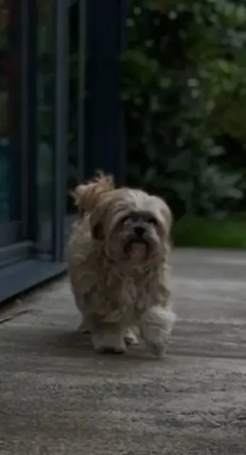 perra lost   29000 Quimper Jessy