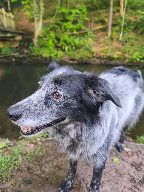 chienne lost   29610 Plouigneau Joki