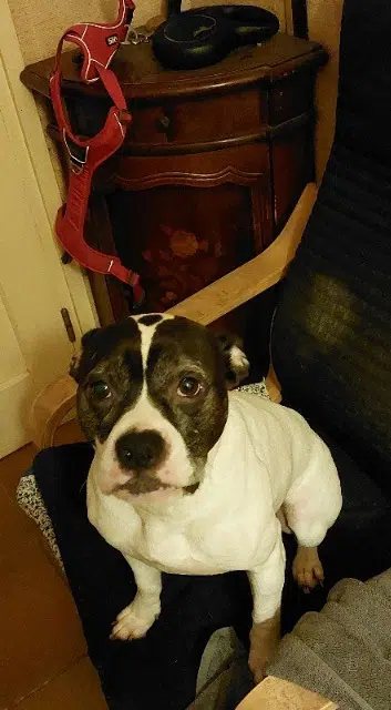 chienne lost   29460 Logonna-Daoulas Lola