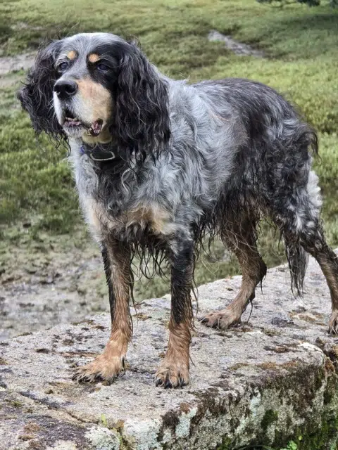 chienne lost   29750 Loctudy Loop