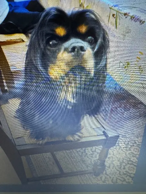 chienne lost   29600 Saint-Martin-des-Champs Lova