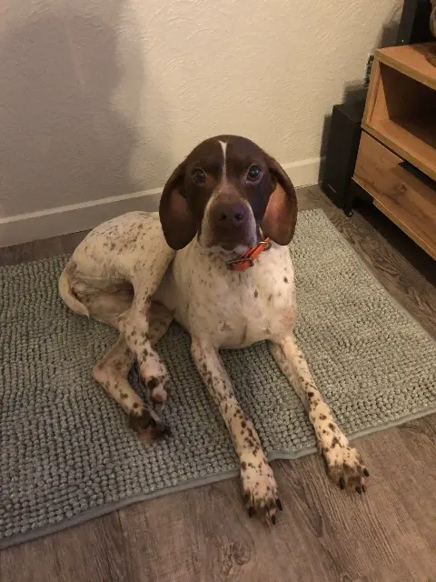 chienne lost   29460 Irvillac Maya