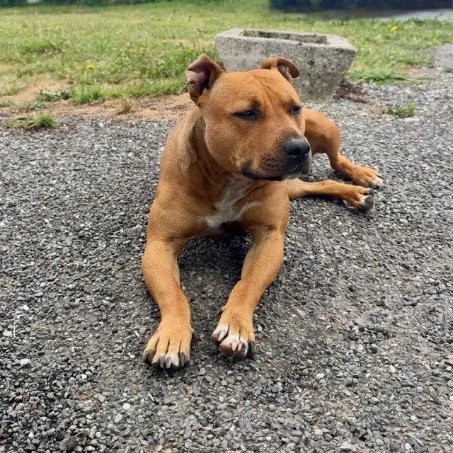 chienne lost   29540 Spézet Miya