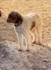 chienne perdue 29160 Crozon Mouche chienne lost 29160 Crozon Mouche