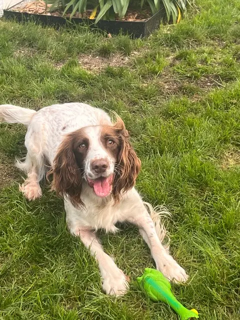 chienne lost   29470 Plougastel-Daoulas Nitrox