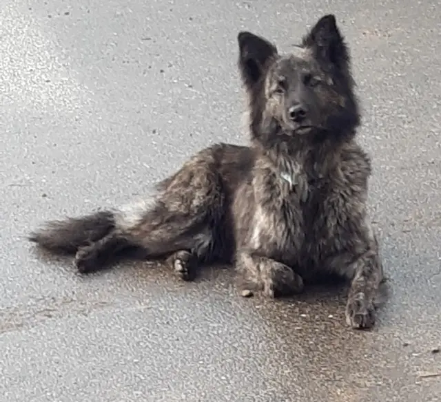 chienne lost   29860 Le Drennec Olia