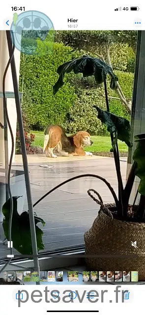 chienne lost   29720 Plonéour-Lanvern Princesse