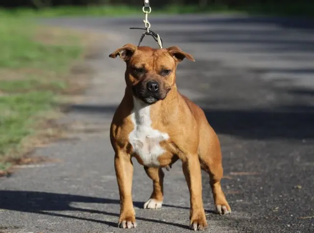 chienne lost   29300 Quimperlé Rosy