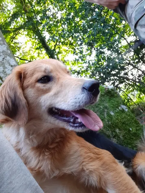 chienne lost   29530 Loqueffret Ruby