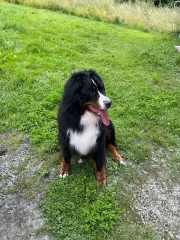 chienne lost   29150 Port-Launay Shelby