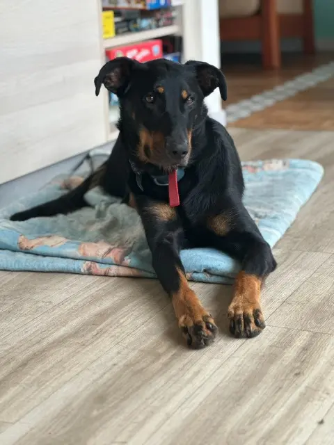 chienne lost   29750 Loctudy Théa