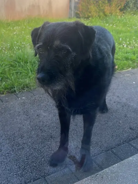 chienne lost   29820 Bohars Tona