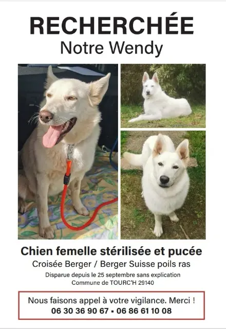 chienne lost   29140 Tourch Wendy