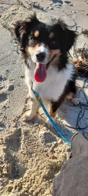 chienne lost   29800 Saint-Thonan Uka