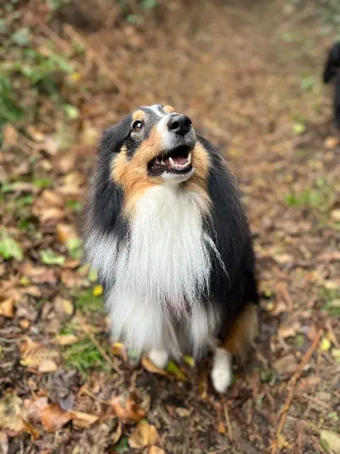 chienne lost   29870 Lannilis Uxy