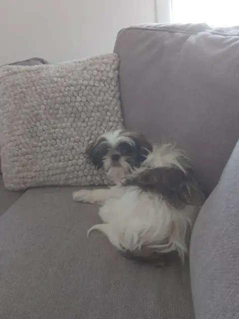 chienne lost   29000 Quimper Vanille