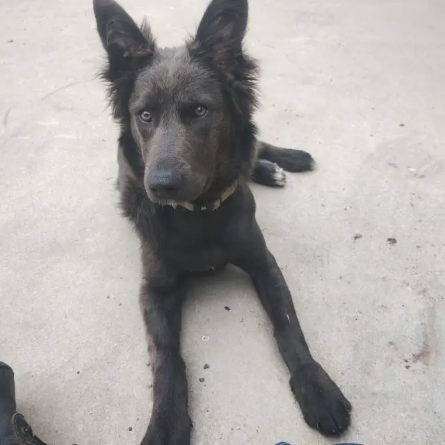 chienne lost   29460 Irvillac Vicky