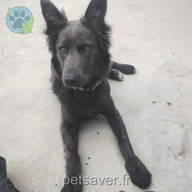 cagna persa 29460 Irvillac Vicky cagna lost 29460 Irvillac Vicky