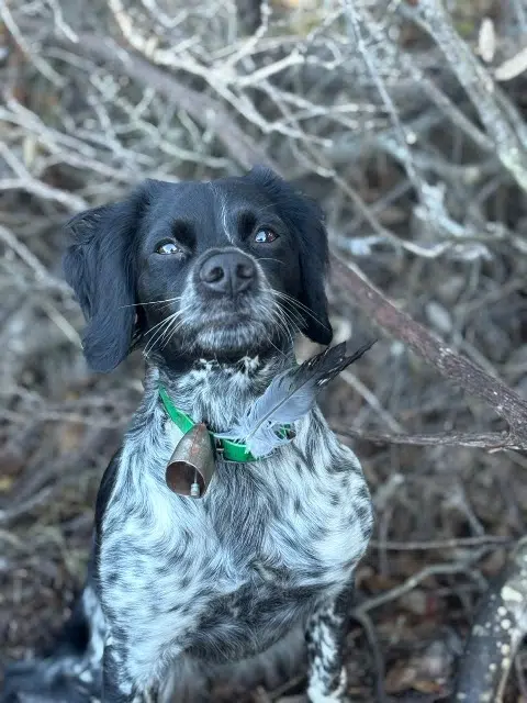 chienne lost    Ajaccio Tiara