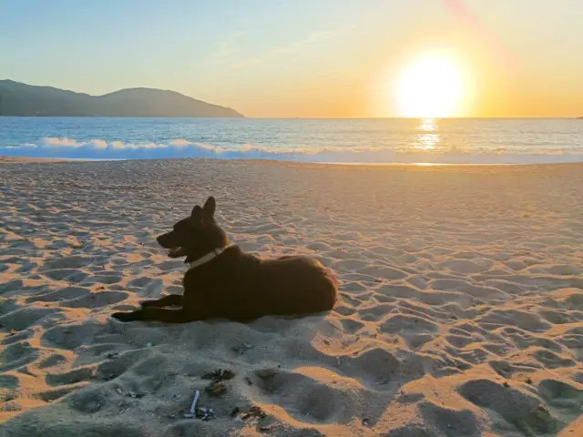 chienne lost   20167 Villanova Cannelle