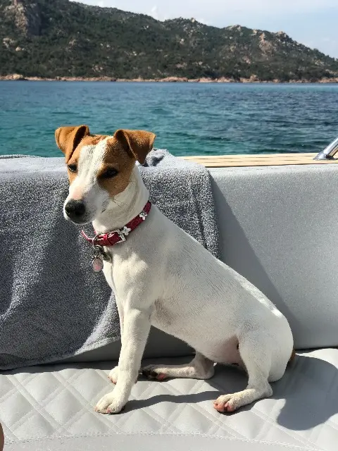 chienne lost   20137 Porto-Vecchio Princesse