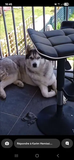 chienne lost   20167 Sarrola-Carcopino Simba