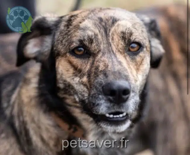 chienne lost   20140 Serra-di-Ferro Udi