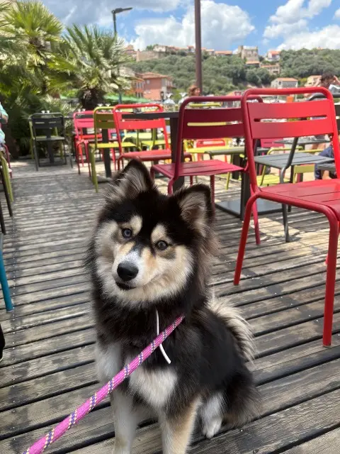chienne lost   20137 Porto-Vecchio Tosca