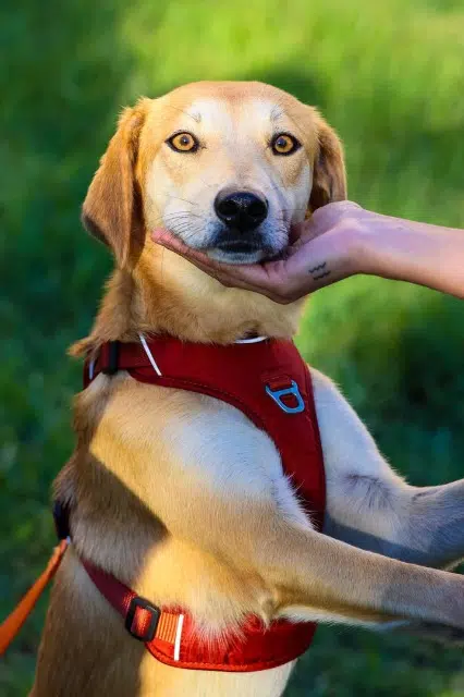 chienne lost   20600 Furiani Paloma