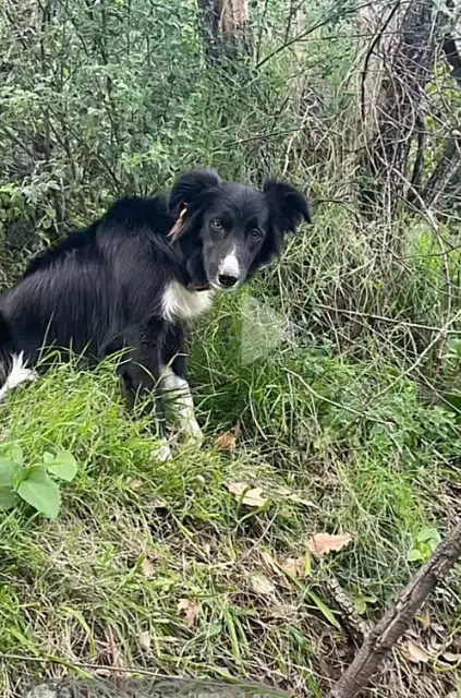 chienne lost   20620 Biguglia Tiarra