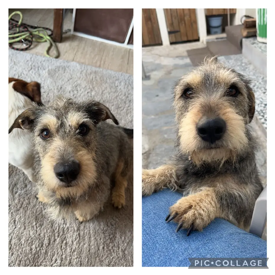 Chienne Perdue 2B Haute-Corse Chienne Perdue 2B Haute-Corse