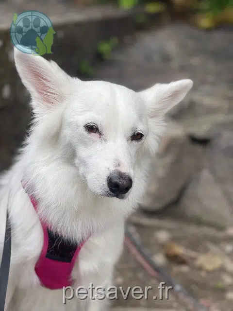 chienne lost   30700 Baron Barbie