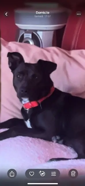 chienne lost   30540 Milhaud Bella