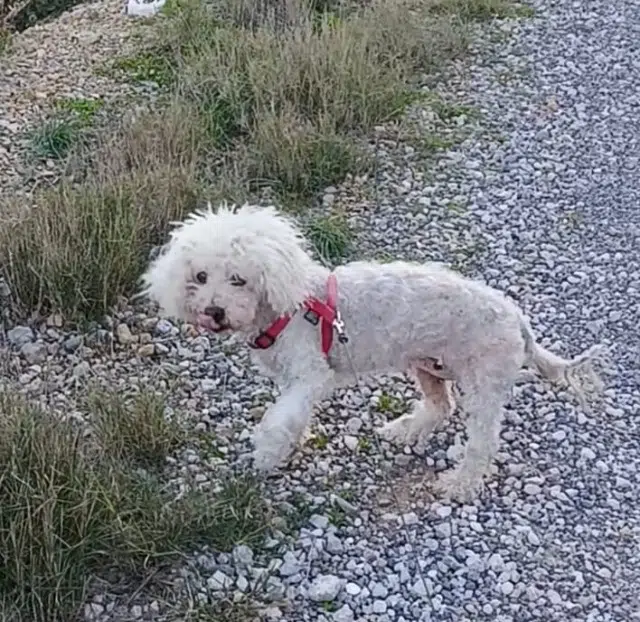 chienne lost   30560 Saint-Hilaire-de-Brethmas Bonnie