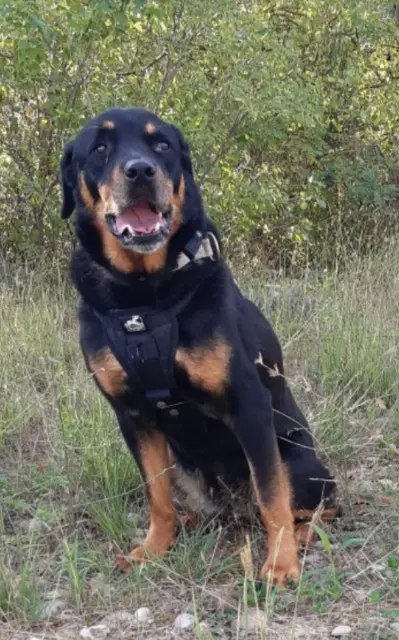chienne lost   30400 Villeneuve-lès-Avignon Cami