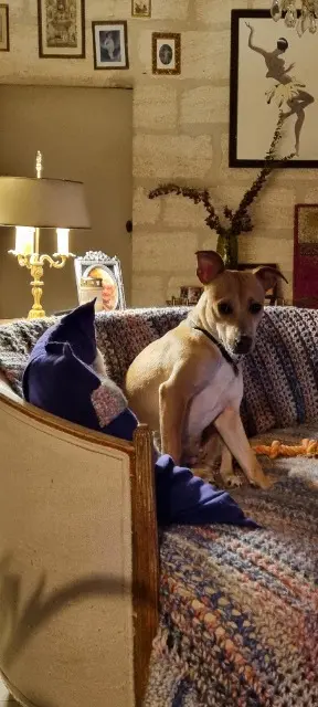 chienne lost   30400 Villeneuve-lès-Avignon CHANEL