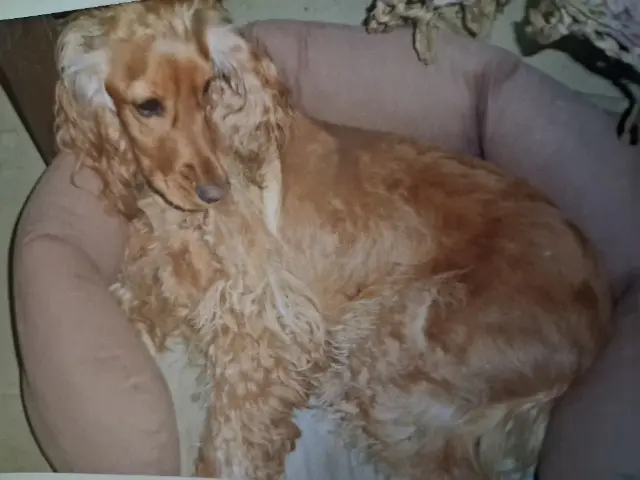 chienne lost   30700 Saint-Quentin-la-Poterie Fidji