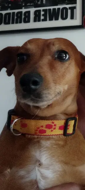 chienne lost   30480 Cendras Fifille