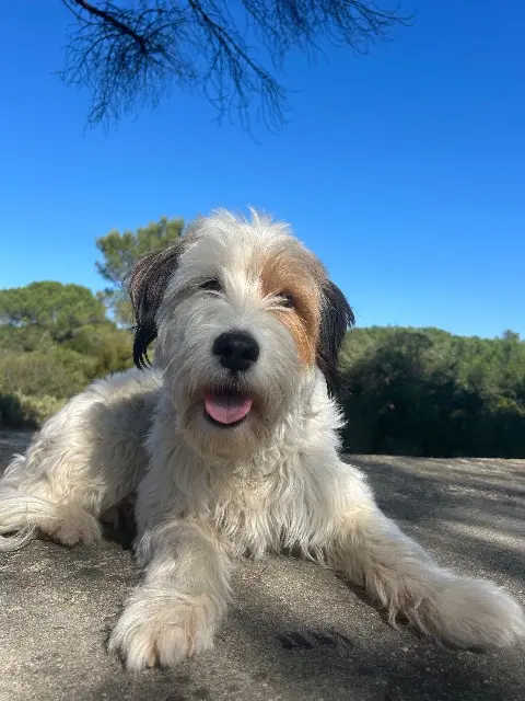 chienne lost   30190 La Calmette Evy