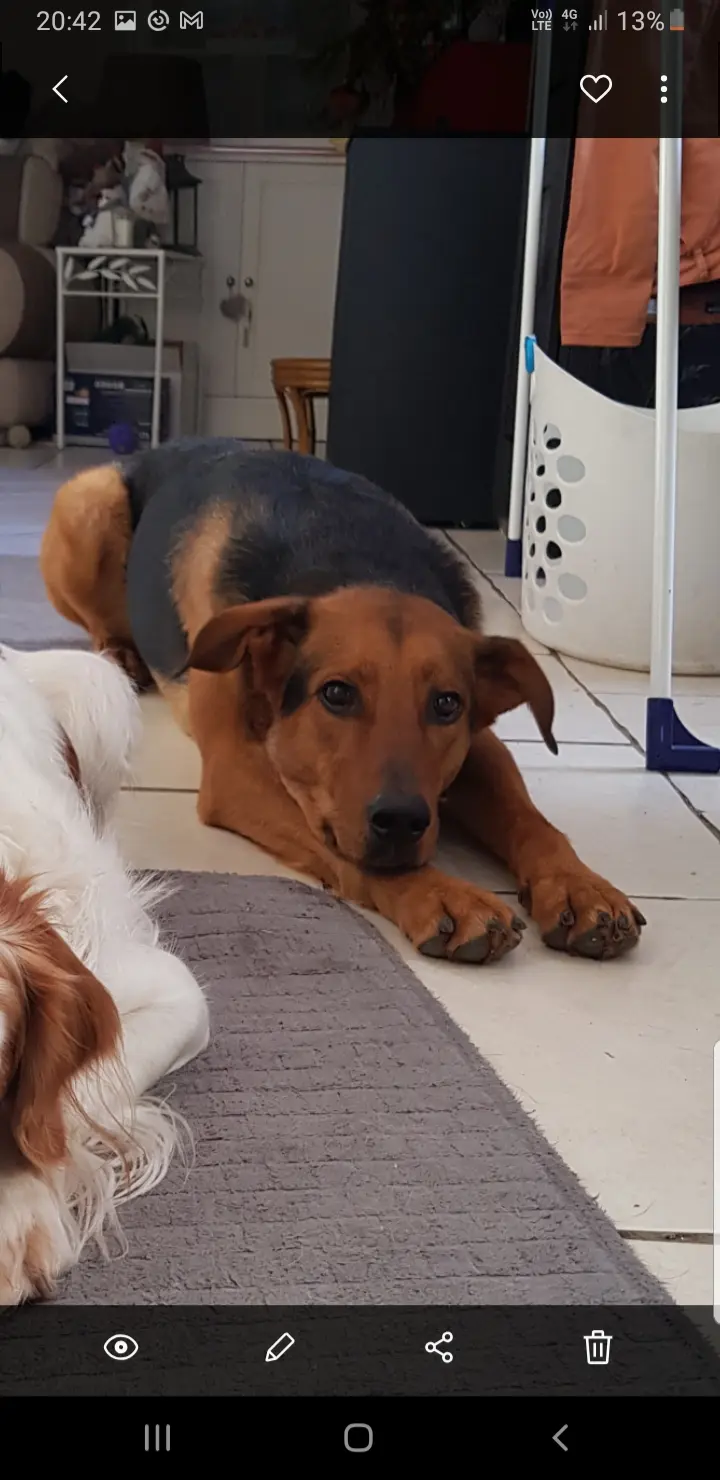 Chienne Perdue 30 Gard - Lahbibi Chienne Perdue 30 Gard - Lahbibi