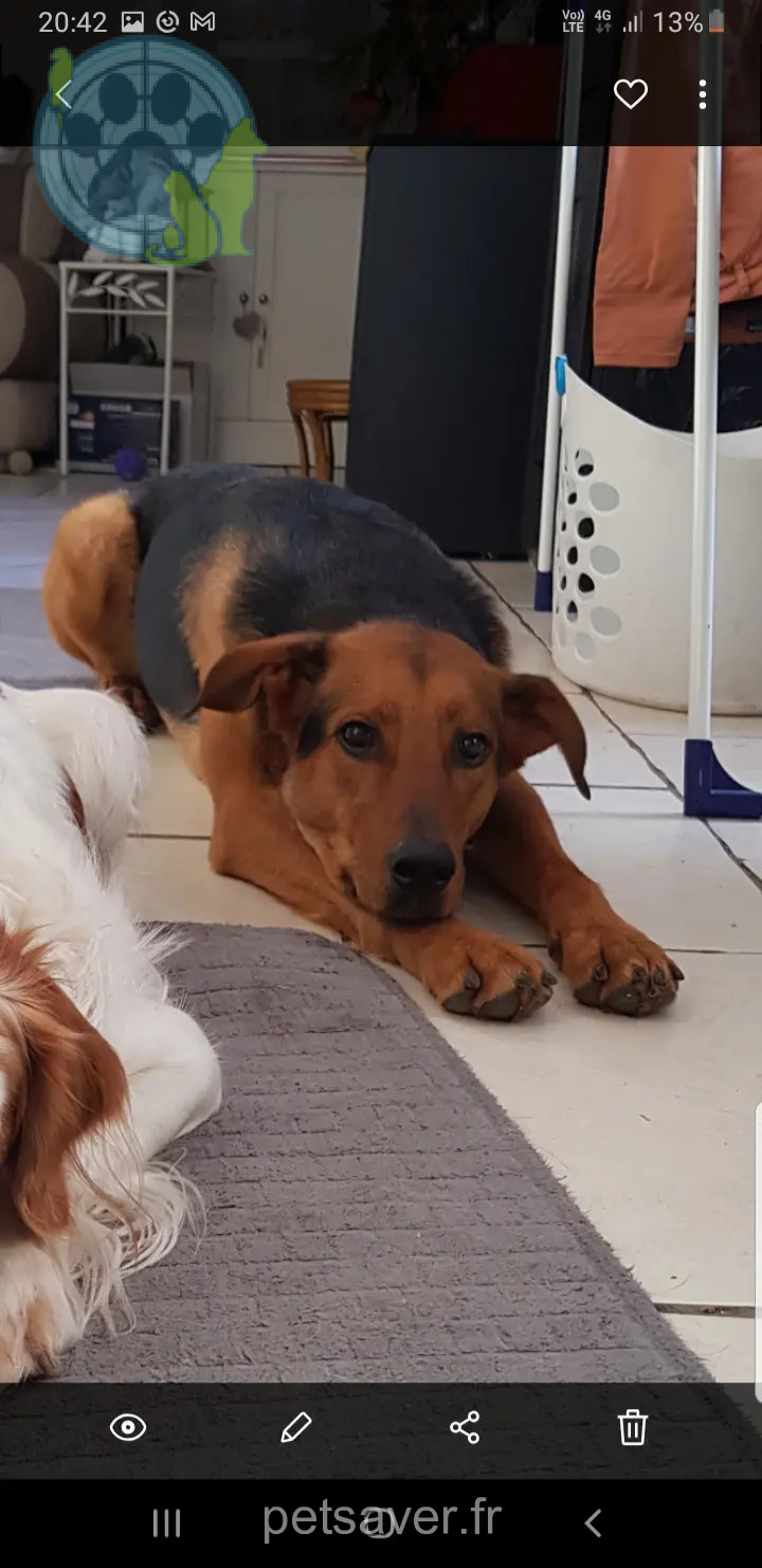 Chienne Perdue 30 Gard - Lahbibi Chienne Perdue 30 Gard - Lahbibi