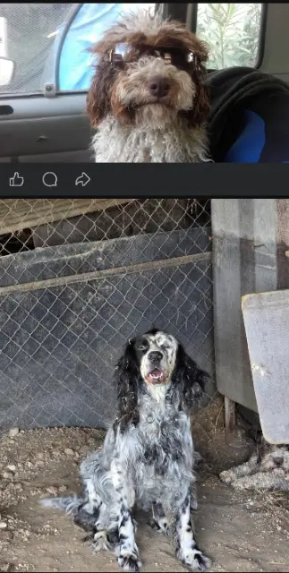 chienne lost   30290 Laudun-l'Ardoise Canaille