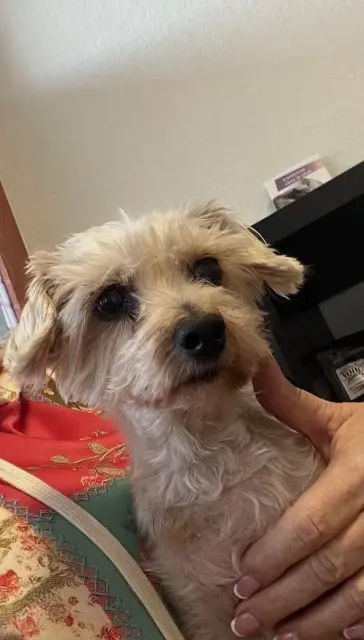 chienne lost   30300 Vallabrègues Lexie