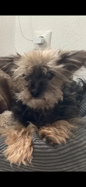 chienne lost   30140 Anduze Lunna